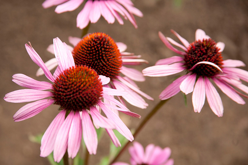 Echinacea